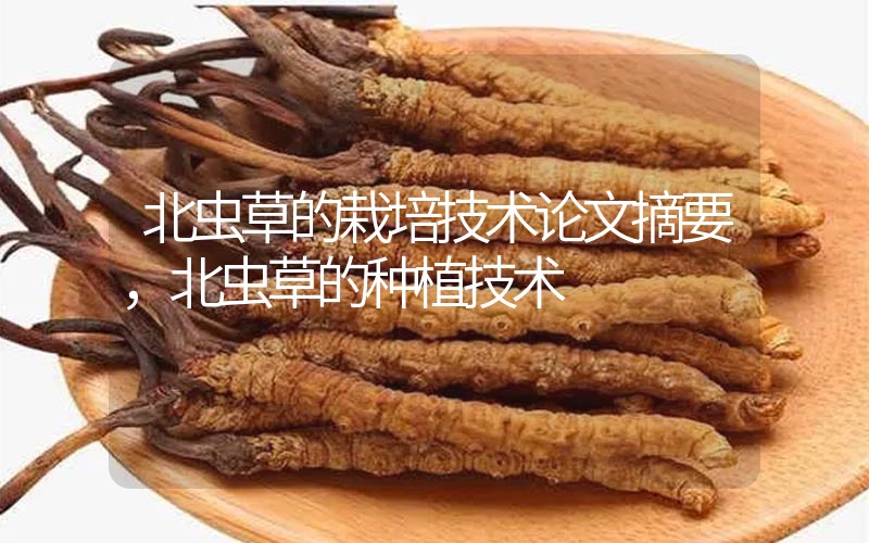 北蟲(chóng)草的栽培技術(shù)論文摘要，北蟲(chóng)草的種植技術(shù)