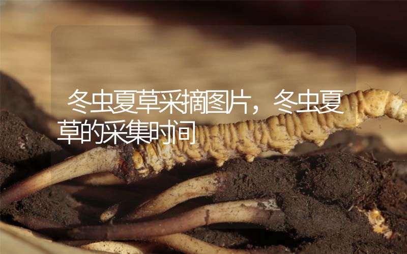 冬蟲(chóng)夏草采摘圖片，冬蟲(chóng)夏草的采集時(shí)間