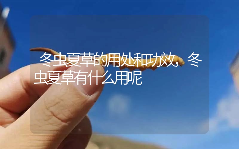 冬蟲夏草的用處和用法，冬蟲夏草有什么用呢