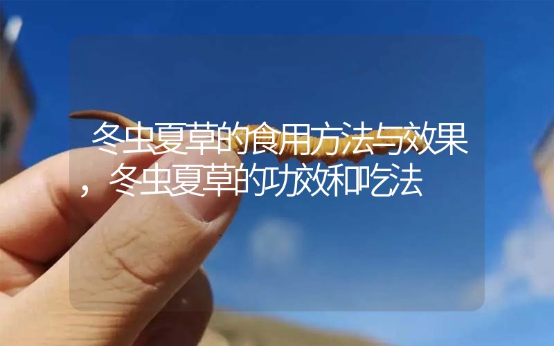 冬蟲夏草的食用方法與效果，冬蟲夏草的食用方法！
