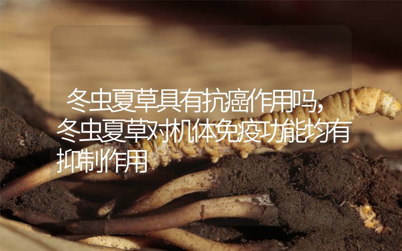 冬蟲(chóng)夏草具有抗癌作用嗎，冬蟲(chóng)夏草對(duì)機(jī)體免疫功能均有抑制作用