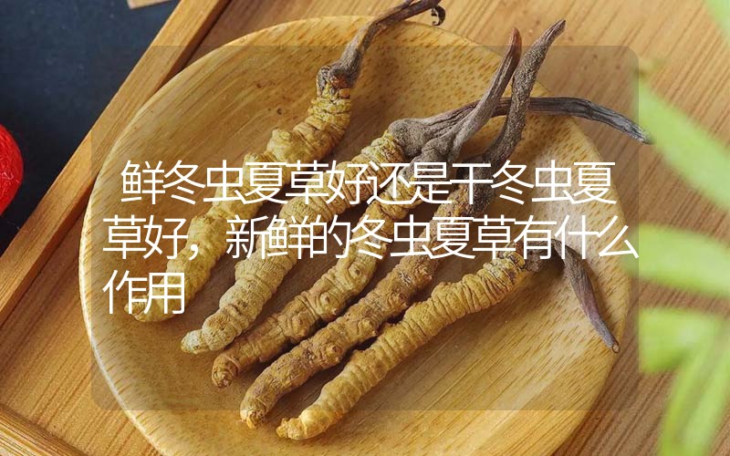 鮮冬蟲(chóng)夏草好還是干冬蟲(chóng)夏草好，新鮮的冬蟲(chóng)夏草有什么作用