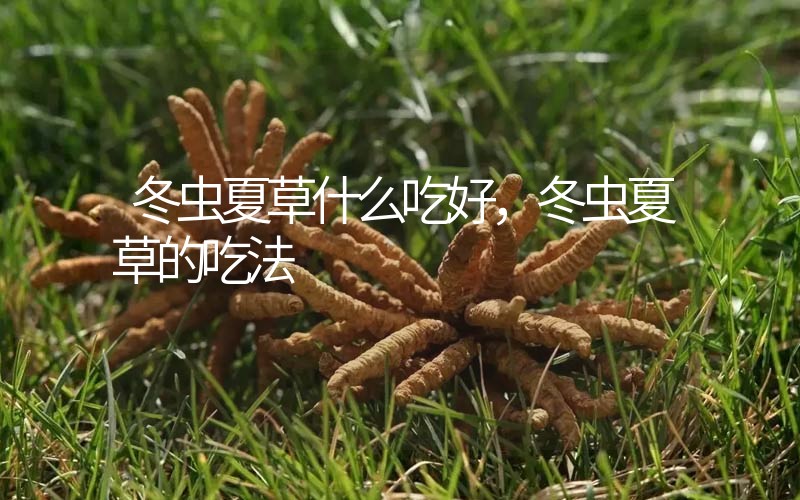 冬蟲夏草什么吃好，冬蟲夏草的吃法