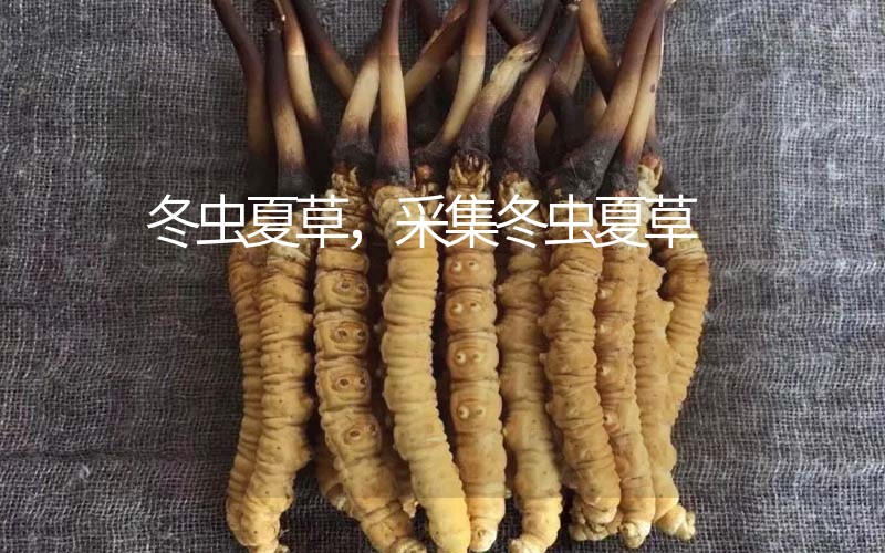 冬蟲(chóng)夏草采挖時(shí)間，什么時(shí)候采集冬蟲(chóng)夏草