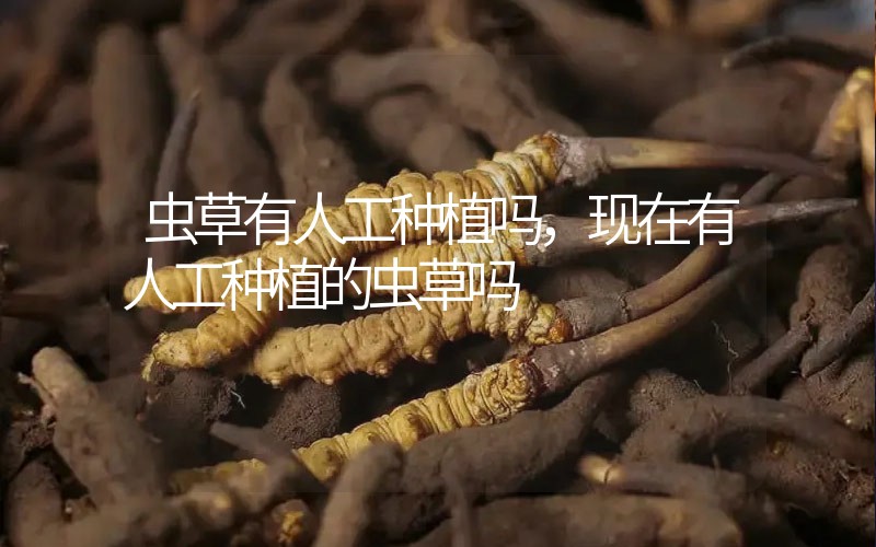 蟲草有人工種植嗎，現(xiàn)在有人工種植的蟲草嗎