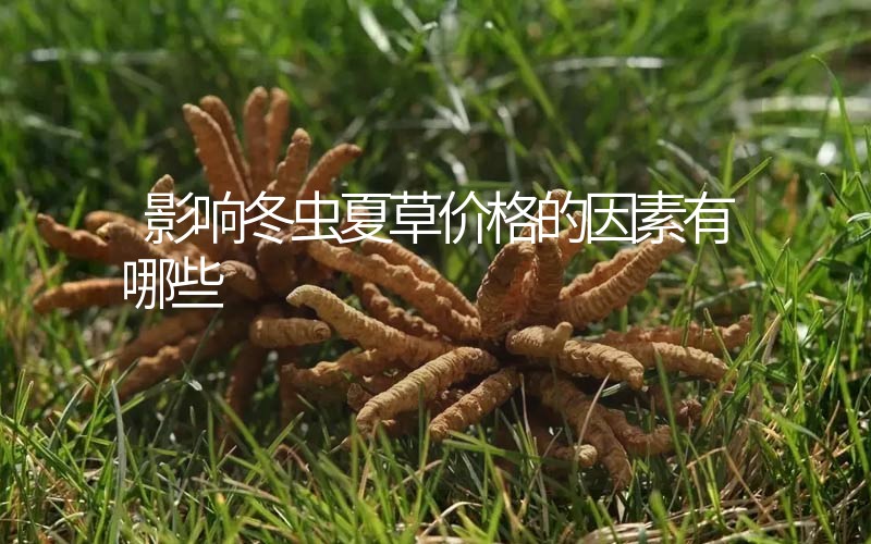 影響冬蟲夏草價格的因素有哪些？
