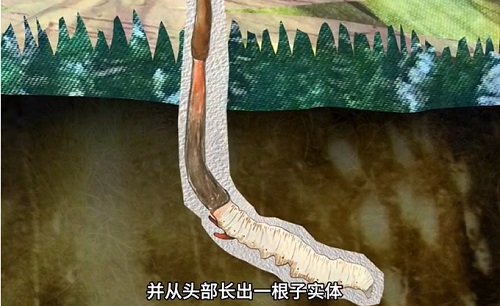 冬蟲夏草到底是蟲還是草？你猜到了嗎？