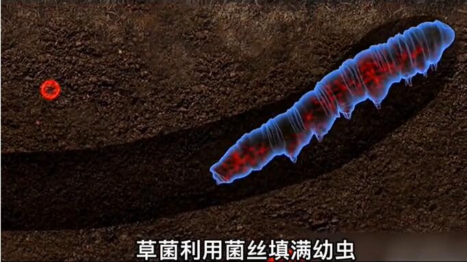 神奇的冬蟲(chóng)夏草為什么能從蟲(chóng)子變成草？它到底是怎么形成的呢？
