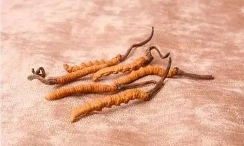 哪個產(chǎn)地的冬蟲夏草營養(yǎng)價值高,哪里的蟲草更好？
