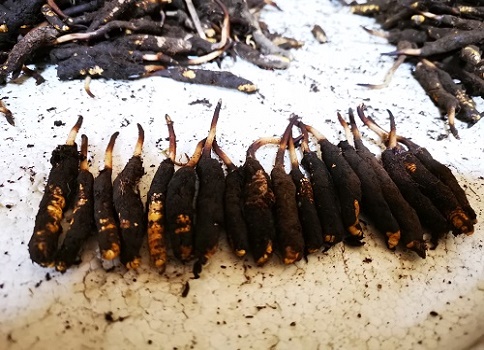 冬蟲夏草的作用是什么，有哪些比較好的吃法呢