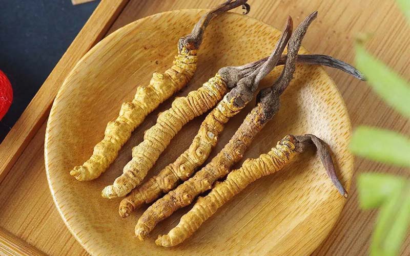 冬蟲夏草作用可以調(diào)節(jié)身體肝臟功能嗎？