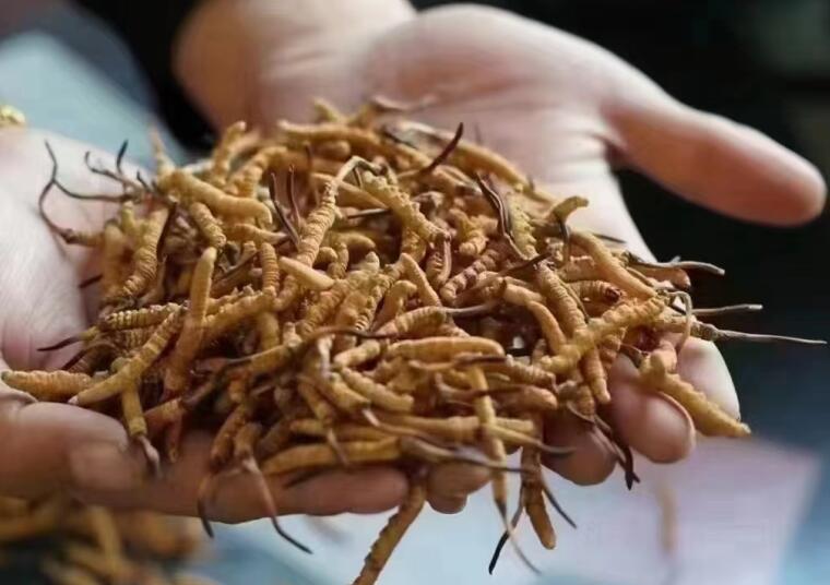 新鮮冬蟲(chóng)夏草怎么洗最好？新鮮冬蟲(chóng)夏草怎么清洗？