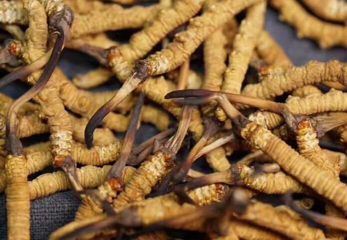 高海拔新鮮蟲草什么時候采摘？各產(chǎn)區(qū)新鮮冬蟲夏草上市時間表
