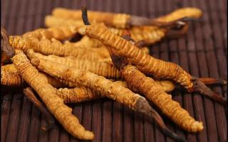 新鮮冬蟲(chóng)夏草怎么保存？