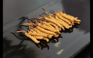 消費者對冬蟲夏草有哪些誤區(qū)？