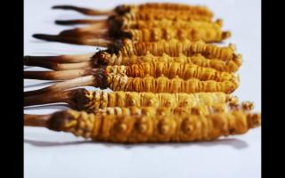 干草和新鮮冬蟲夏草有什么本質(zhì)區(qū)別？如何分辨？