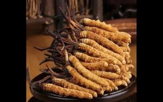 影響冬蟲夏草的價格因素有哪些？