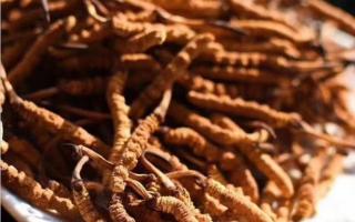 了解冬蟲夏草：起源、生長環(huán)境與特點！
