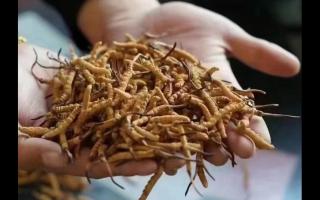 新鮮冬蟲夏草怎么保存，謹(jǐn)記五要素！