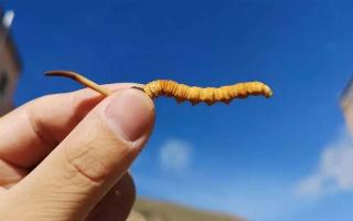 冬蟲(chóng)夏草是如何去分辨等級(jí)的？