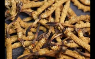 凍干的冬蟲夏草品質(zhì)如何！與新鮮的相比如何？
