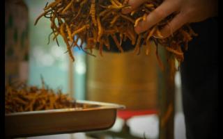 辨別冬蟲夏草產(chǎn)地操作方法的誤區(qū)！