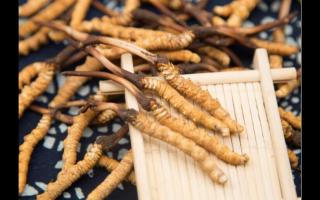 相同大小規(guī)格的冬蟲(chóng)夏草 為何子座有長(zhǎng)有短！