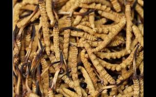 冬蟲(chóng)夏草的用量和用法你吃對(duì)了嗎？