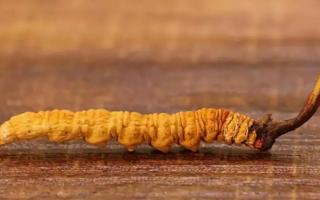 燉煮冬蟲(chóng)夏草需要注意哪些要點(diǎn)？