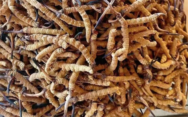 冬蟲夏草可以和番石榴一起吃嗎？