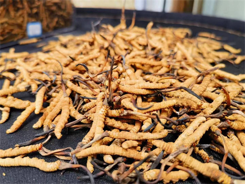 哪些人不能吃冬蟲(chóng)夏草？這5類(lèi)人慎食冬蟲(chóng)夏草