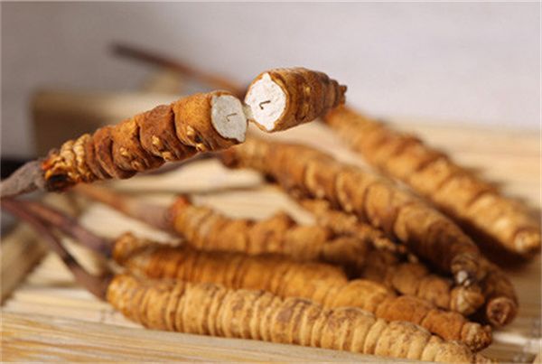 冬蟲(chóng)夏草可以直接食用嗎？直接生吃無(wú)法發(fā)揮冬蟲(chóng)夏草藥理作用