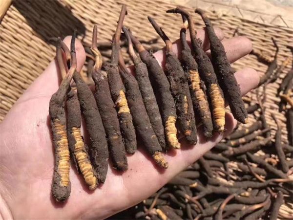 新鮮的冬蟲(chóng)夏草怎么保存方法？讓珍貴之草保持活力