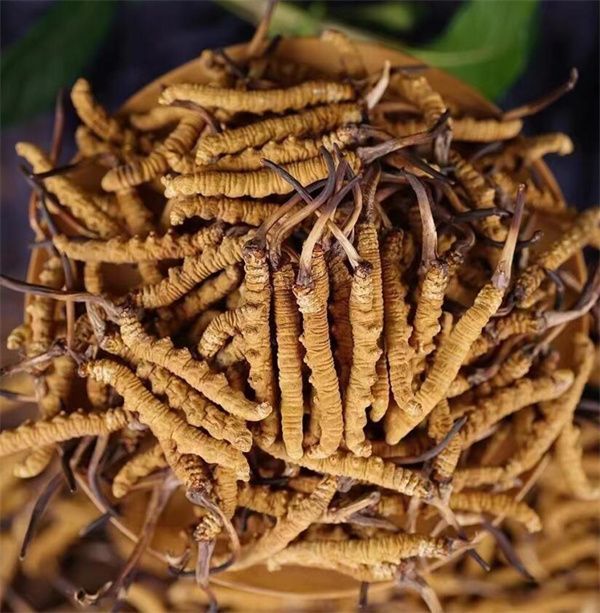 冬蟲(chóng)夏草哪里有賣(mài) 3個(gè)冬蟲(chóng)夏草的主要銷售渠道