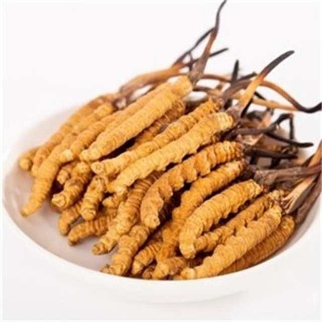 真的冬蟲夏草什么價(jià)格？冬蟲夏草價(jià)格的波動(dòng)與市場影響因素