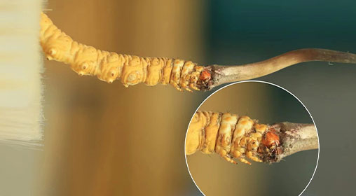 冬蟲夏草新鮮好嗎？解密新鮮蟲草的獨(dú)特價(jià)值