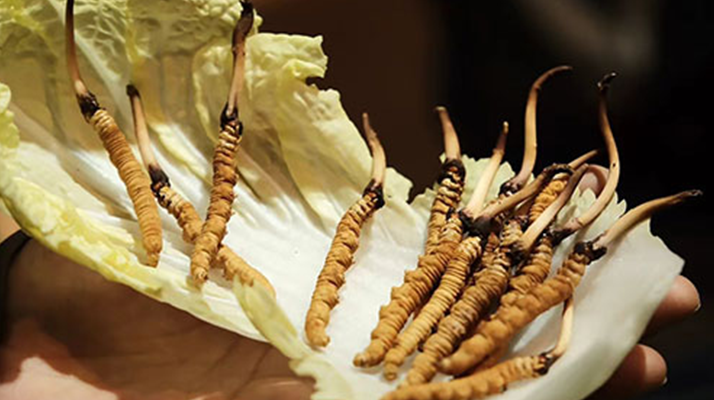 冬蟲夏草：干草與鮮草的終極對(duì)比，哪種更適合你？