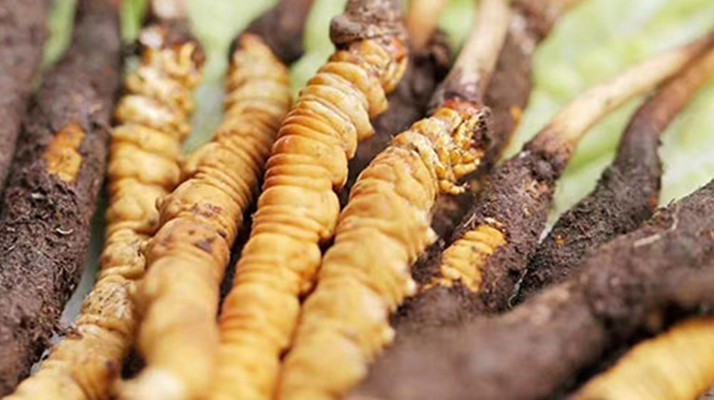 冬蟲(chóng)夏草：曬干食用還是鮮食更優(yōu)？