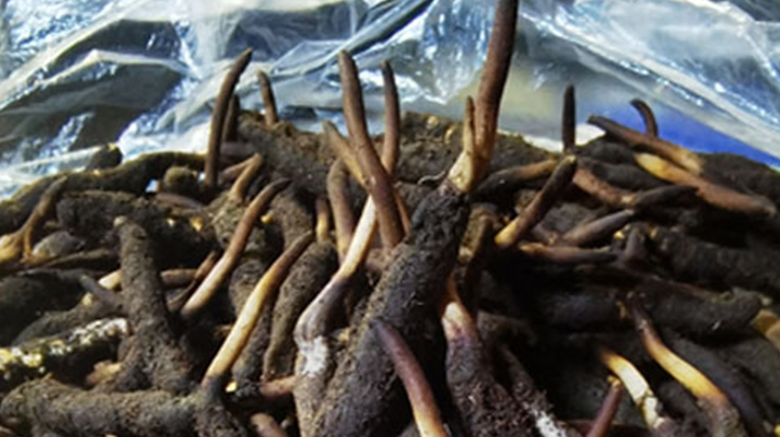 冬蟲夏草鮮草能不能泡酒？科學(xué)解析與實用指南