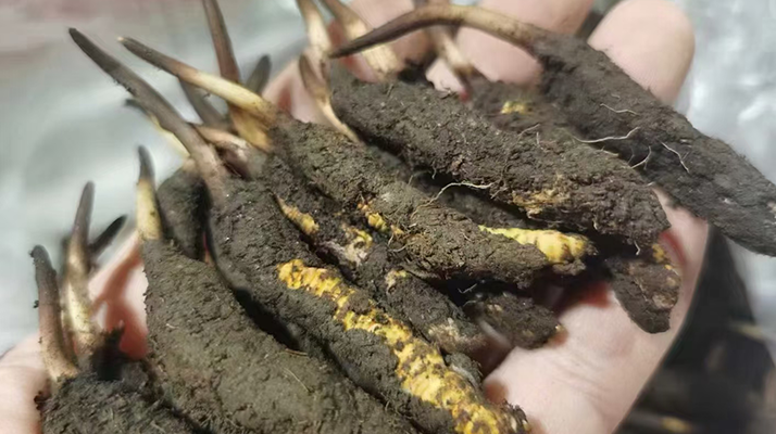 鮮冬蟲夏草急凍能放多久？科學保存全解析