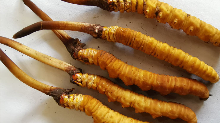 鮮冬蟲(chóng)夏草常溫能放多久？一文讀懂保存秘籍