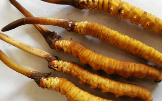 鮮冬蟲(chóng)夏草常溫能放多久？一文讀懂保存秘籍