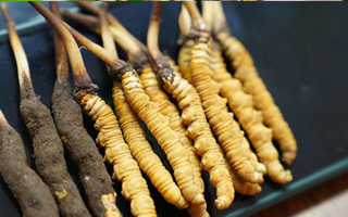 好冬蟲(chóng)夏草多少錢(qián)一斤？?jī)r(jià)格全解析