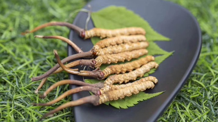 新鮮松茸冬蟲夏草怎么吃？滋補(bǔ)雙珍的美味搭配指南