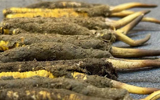 新鮮冬蟲夏草可以泡水喝嗎？正確方法與功效解析