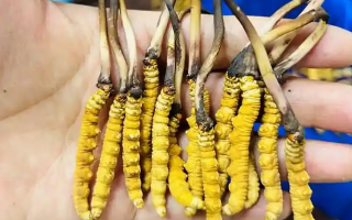 冬蟲夏草吃鮮的還是干的？一場關于自然饋贈的現(xiàn)代抉擇