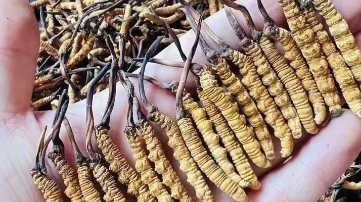冬蟲(chóng)夏草價(jià)格解析：一斤究竟多少錢(qián)？