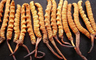 網(wǎng)上賣的冬蟲(chóng)夏草真假：渠道剖析與鑒別指南