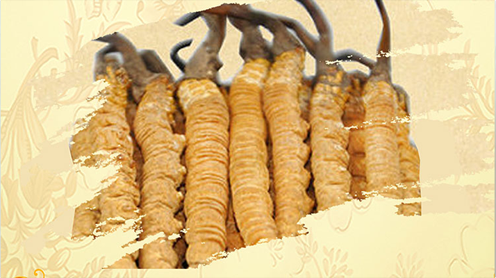 <a href=http://www.metalcommando.com/ target=_blank class=infotextkey>冬蟲夏草</a>夏天如何保存