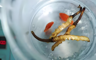 冬蟲夏草一天長(zhǎng)多少株正常？揭開“靈芝之王”的成長(zhǎng)秘密